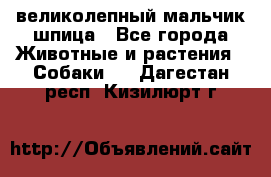 великолепный мальчик шпица - Все города Животные и растения » Собаки   . Дагестан респ.,Кизилюрт г.